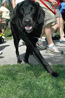 NAMIWalk07 (204) 